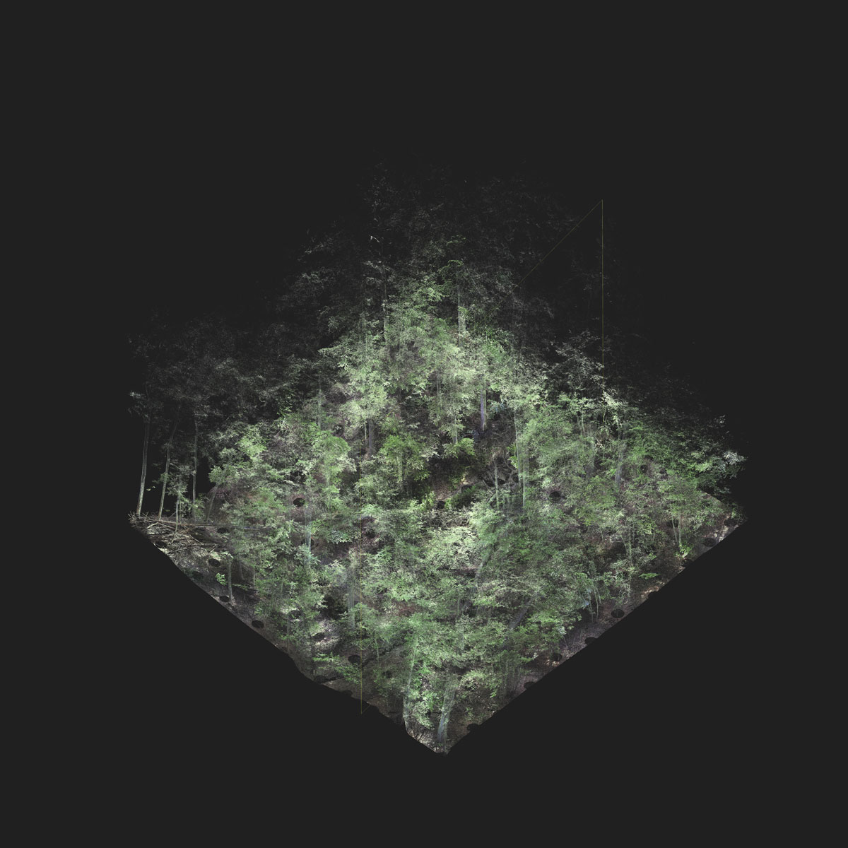 Architecture of the Forest 9