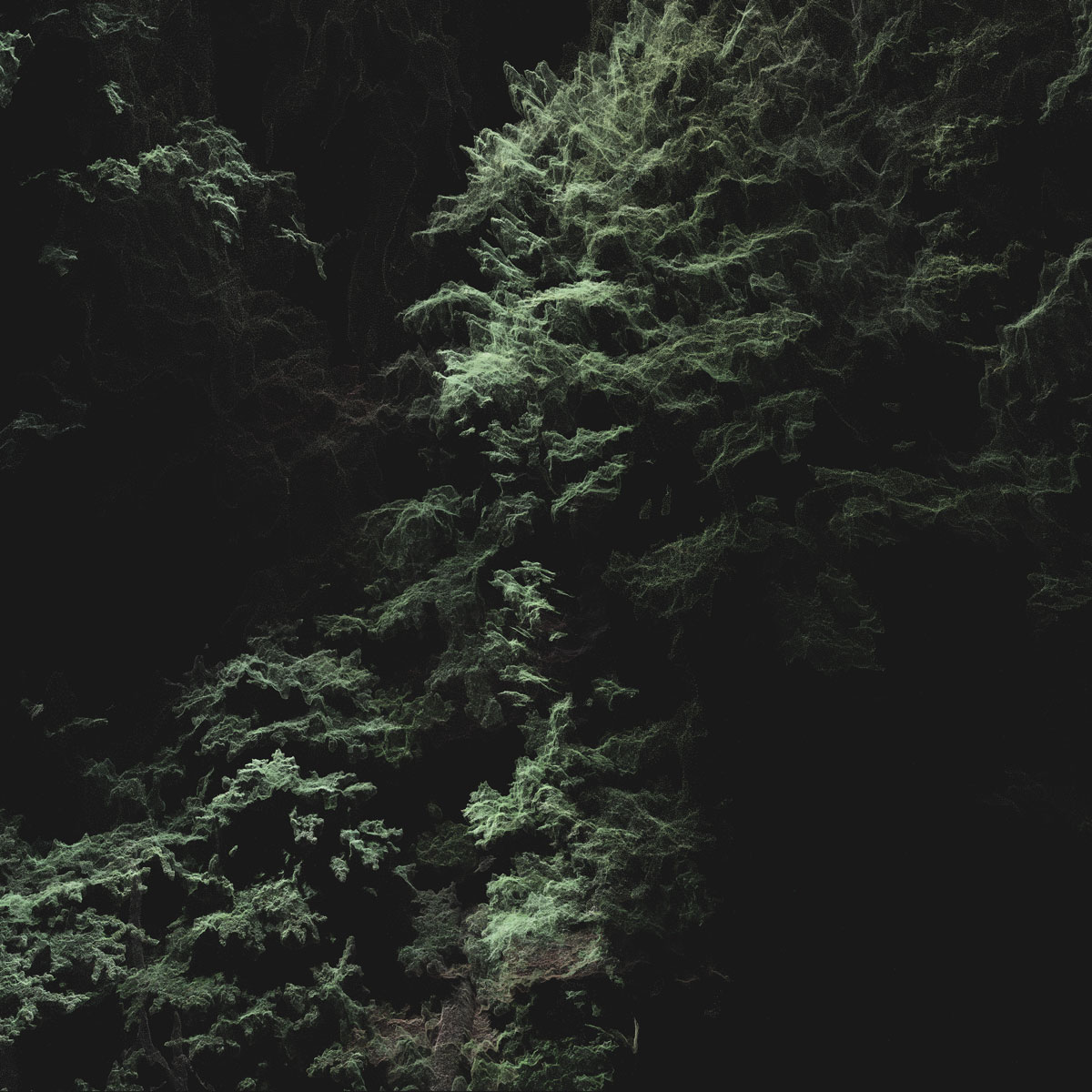 Arboreal Archive 10