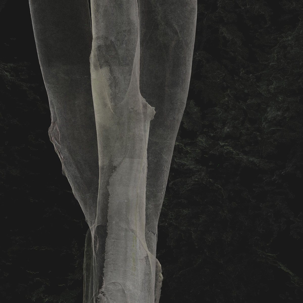 Arboreal Archive 3