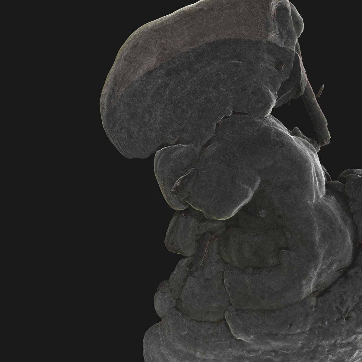 Arboreal Archive 35