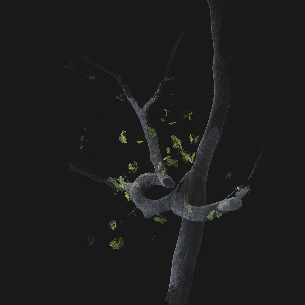 Arboreal Archive 48