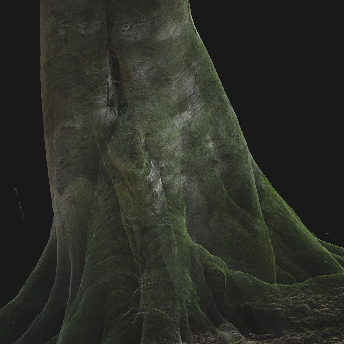 Arboreal Archive 54