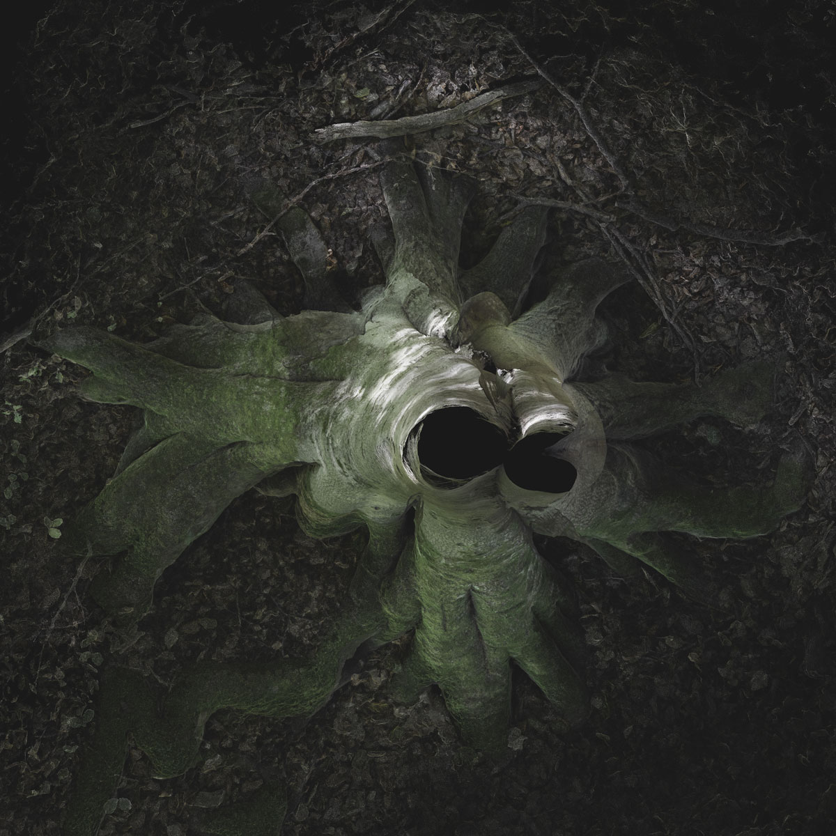Arboreal Archive 55