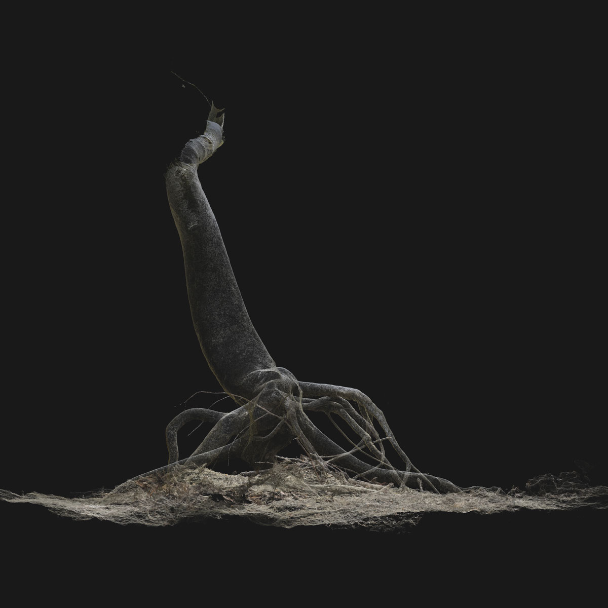 Arboreal Archive 58
