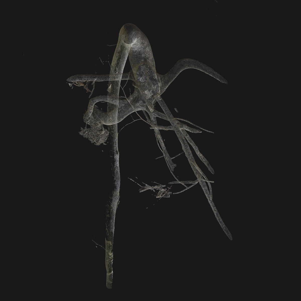 Arboreal Archive 59