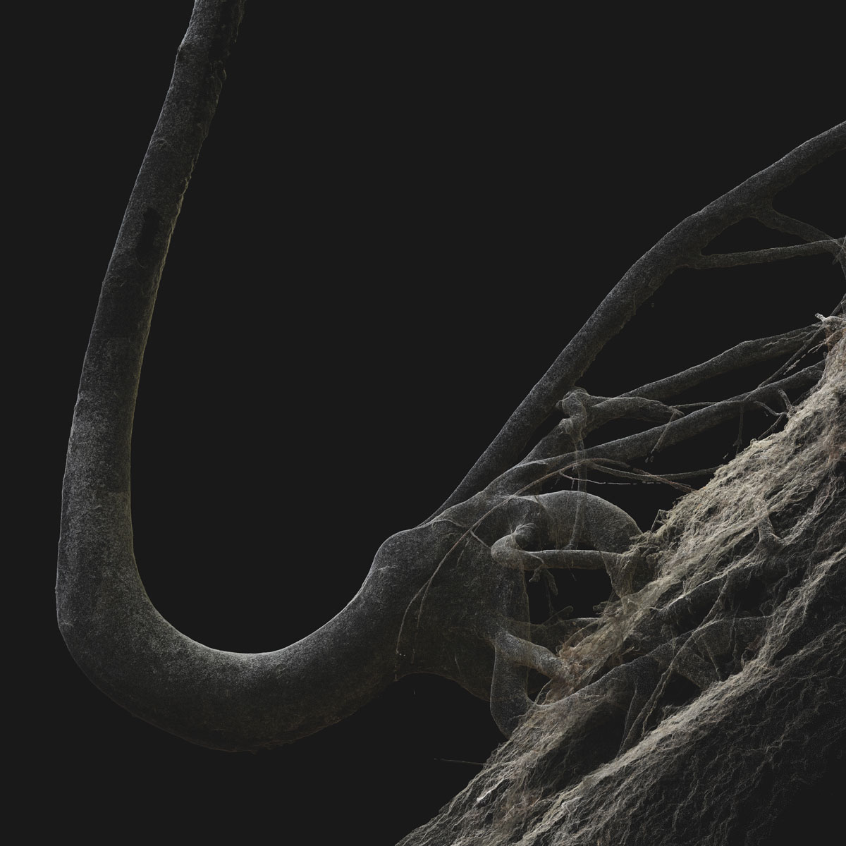 Arboreal Archive 60