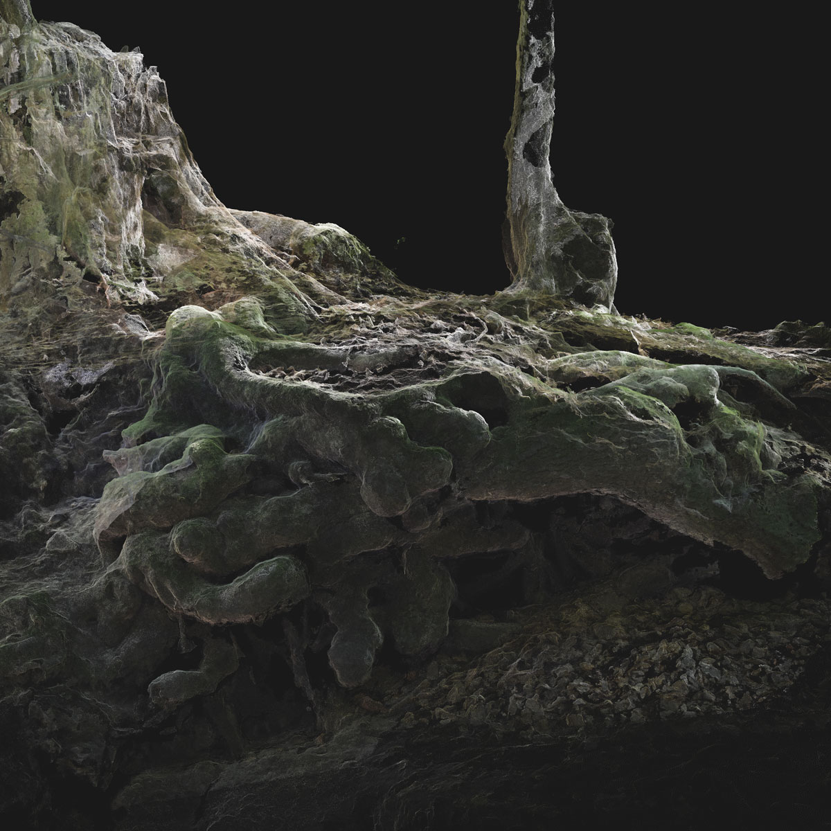 Arboreal Archive 65