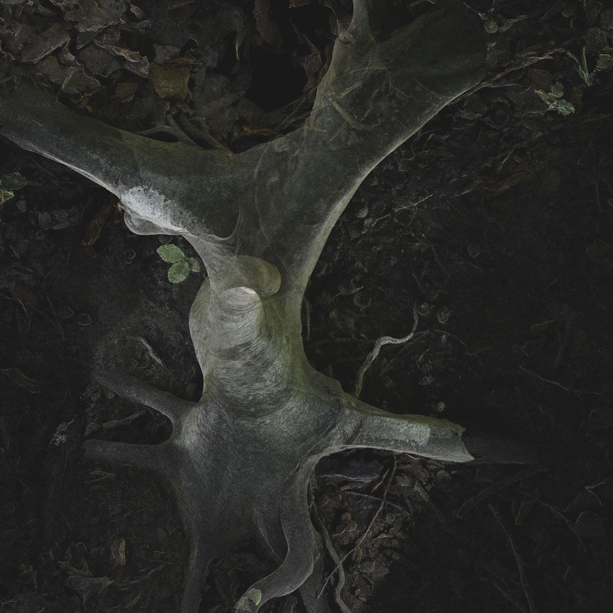Arboreal Archive 8
